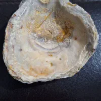 فسیل صدف میلیون ساله