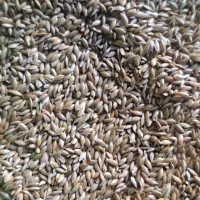 فروش  تخم کتان (گوشدنی
