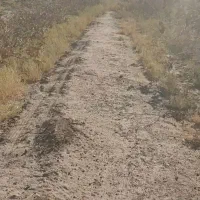 50قصب-زمین-پسته