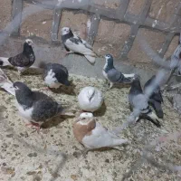 کبوتر ارزون