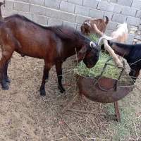 فروش گله گوسفند و بز|حیوانات مزرعه|جنت, |دیوار