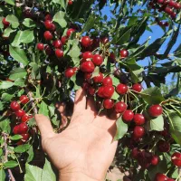 فروش ویژه نهال آلبالو اسرائیلی|خدمات باغبانی و درختکاری|صومای برادوست, |دیوار