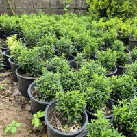 این گلها فروشی ان