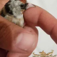 سهره نر جوجه قفس|پرنده|جوانرود, |دیوار