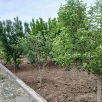 باغ-سرسبز-شرکت-برق-کاهو