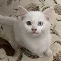 واگذاری گربه اسکاتیش سفید