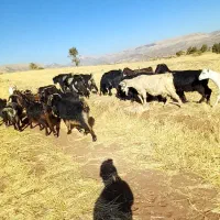 بزکوردی داشتی|حیوانات مزرعه|جوانرود, |دیوار