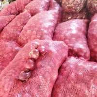 پیاز قرمز|خوردنی و آشامیدنی|گوآور, |دیوار
