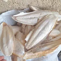 کف دریا