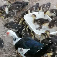 اردک اسرائیلی مسکویی مولد گوشتی پرورشی|حیوانات مزرعه|رشت, پیرکلاچای|دیوار