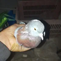 کبوتر تکپر|پرنده|تاتار علیا, |دیوار