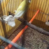 قناری چتری مست بخون