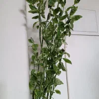 گیاه پدیلانتوس