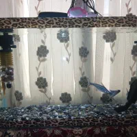 اکواریوم سایز بزرگ