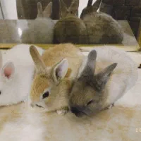 سه عدد خرگوش زیبا همراه با مادر