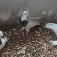 تعداد 15عدد طوقی