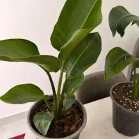 نیکولای فروش تکی وعمده