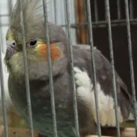 عروس هلندی گم شده