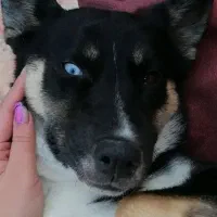 سگ گم شده مژدگانی