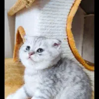 واگذاری گربه