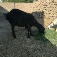 میش.میش وبره