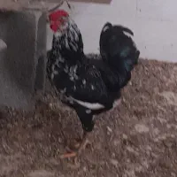 معاوضه خروس گلین بامرغ گلین