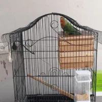 طوطی برزیلی مولد