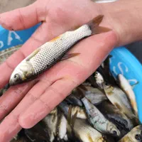 کپور امور اصلاح نژاد شده تاتار|ماهی|همدان, |دیوار