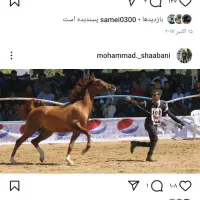 آموزش و ترین اسب های ورزشی