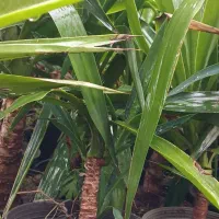 فروش یوکا باغچه ای  آپارتمانی|گل و گیاه طبیعی|رودسر, |دیوار