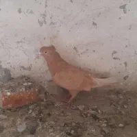 طوقی صید شده