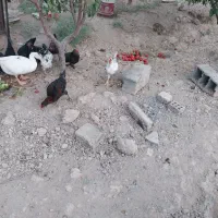 خروس