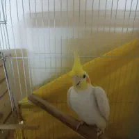 عروس هلندی نر قیمت 800 برای مشتری تخفیفم داره|پرنده|بجنورد, |دیوار