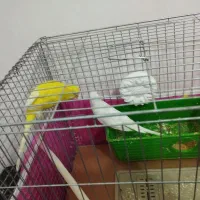 مرغ عشق|پرنده|شوشتر, |دیوار