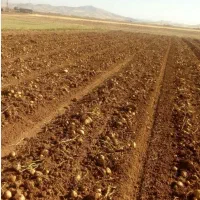 اجاره ۴ هکتار زمین کشاورزی در منوجان