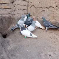 صید|پرنده|مشهد, کارگران|دیوار