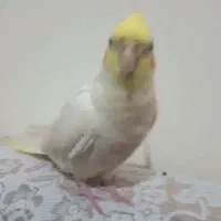 گمشده