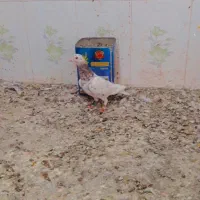 کفتر سار پرپا ساده خال|پرنده|تربت‌حیدریه, باغ ملی|دیوار