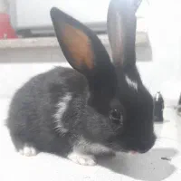 بچه خرگوش مشکی|موش و خرگوش|شیراز, فرگاز|دیوار