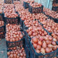 پیاز زرد فلات