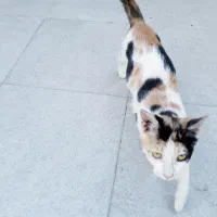 واگذاری گربه اهلی|گربه|بهبهان, |دیوار