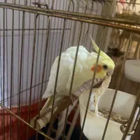 عروس هلندی ماده لوتینو