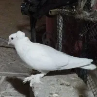 نر سفید کامل پاپر راعبی|پرنده|اصفهان, جی شیر|دیوار