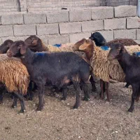 میش چاق