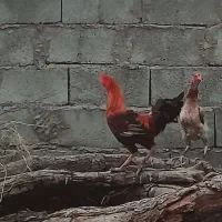 مرغ و خروس