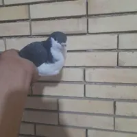 گمشده