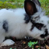 خرگوش لوپ|موش و خرگوش|گرگان, |دیوار