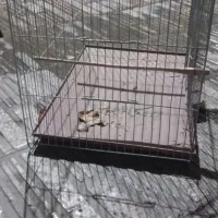 قفس قناری و مرغ عشق