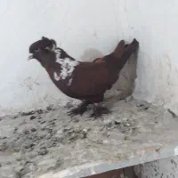 چندعددککیلی وکلفه