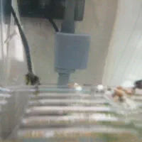 ماهی گوپی زنبورعسلی